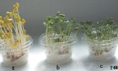 断食减肥法减脂肪吗有效果吗-断食减肥法减脂肪吗网 :分享断食减肥法-断食减肥法有用吗知识